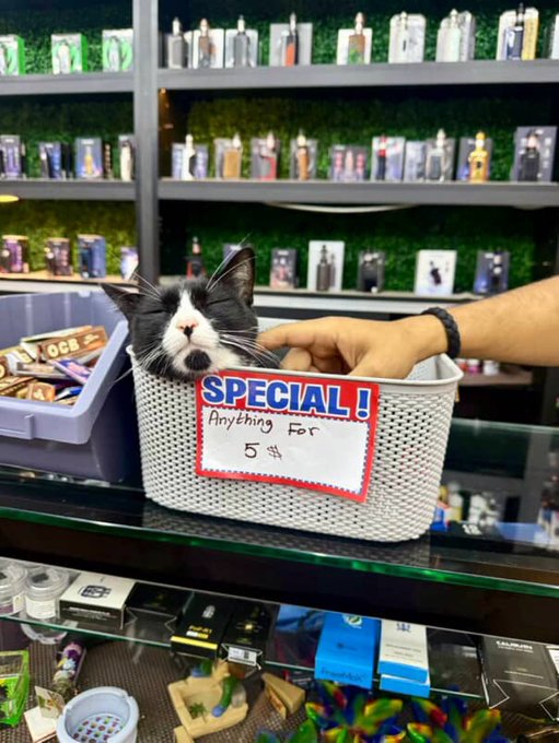Real bodega cat from NYC